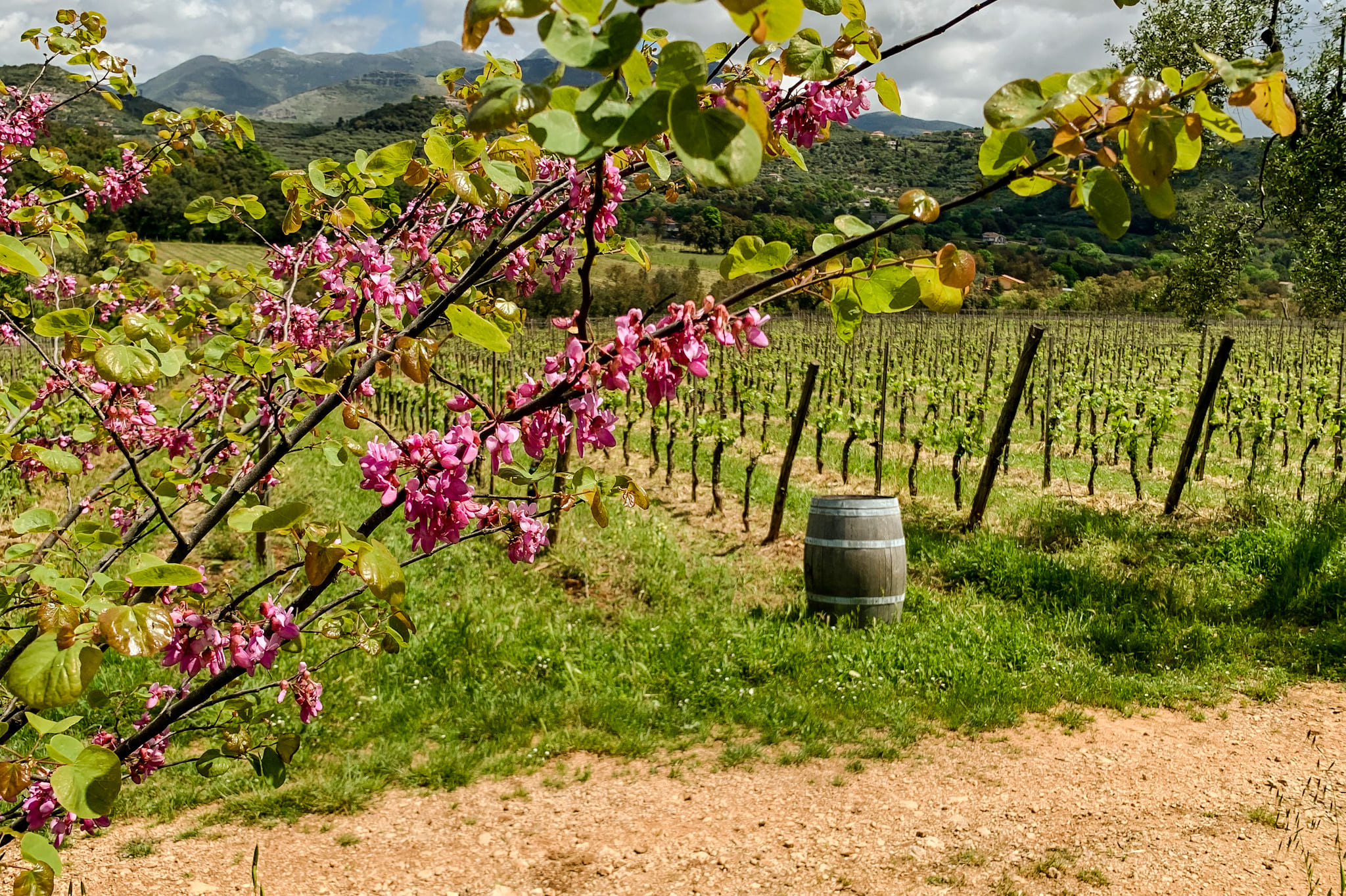 L'azienda agricola Monti Cecubi produce vini biologici ed è un eccellenza del territorio laziale.