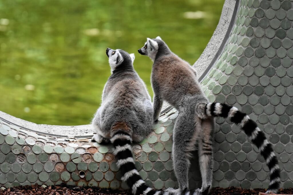 Nel Parco Natura Viva, a Bussolengo, Si fanno simpatici incontri. Divertiti a guardare i lemuri giocare nel loro habitat!