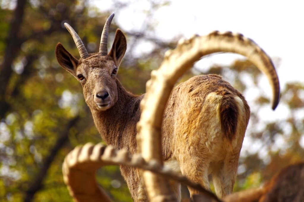 Parchi faunistici d'italia con i bambini