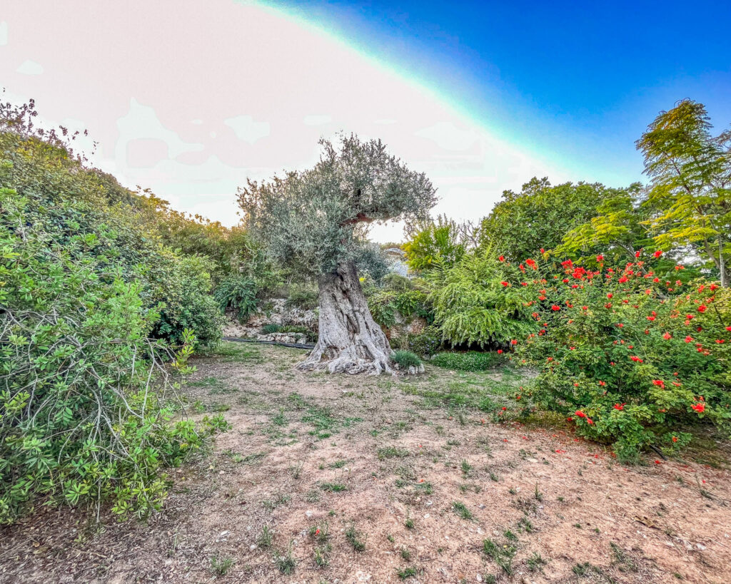 Il Parco Lama degli Ulivi a Monopoli: un'esperienza tra natura e storia