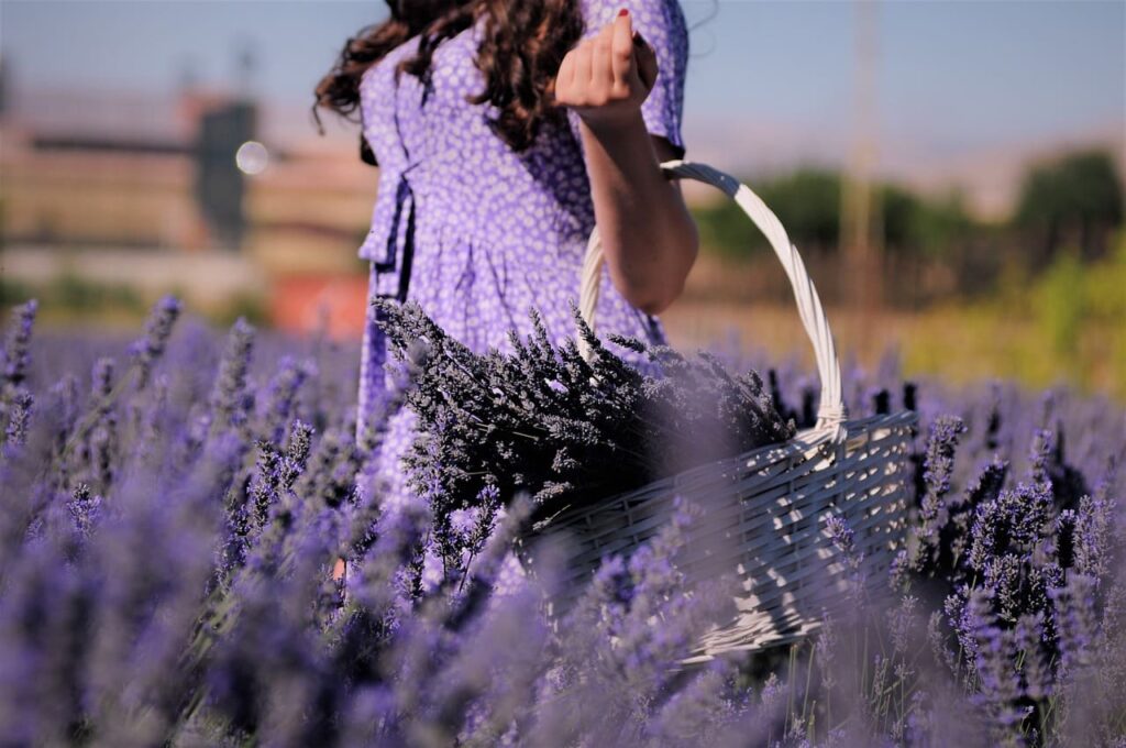 Dove vedere la lavanda in fiore in Italia Dove vedere la lavanda in fiore in Italia