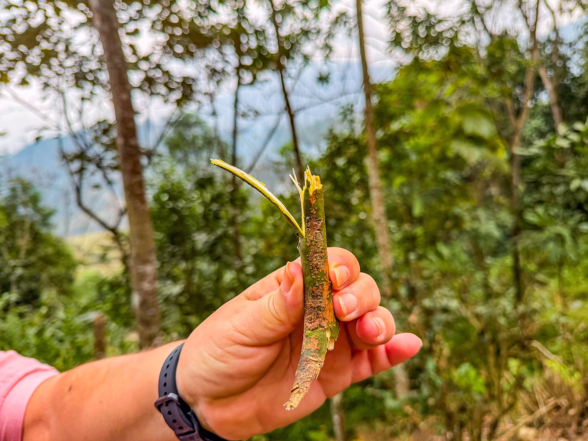 Trekking sulle montagne di Ha Giang, Vietnam Trekking sulle montagne di Ha Giang, Vietnam