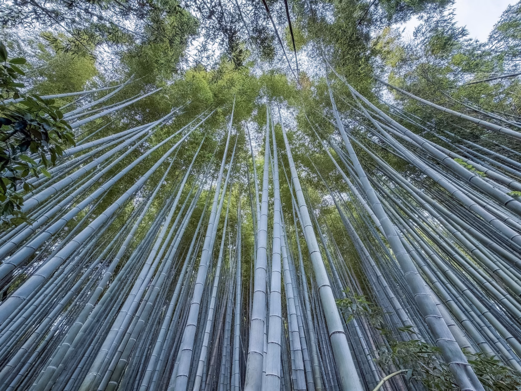 Fushimi Inari Taisha di Kyoto. Guida completa al tempio dei mille torii Fushimi Inari Taisha di Kyoto. Guida completa al tempio dei mille torii