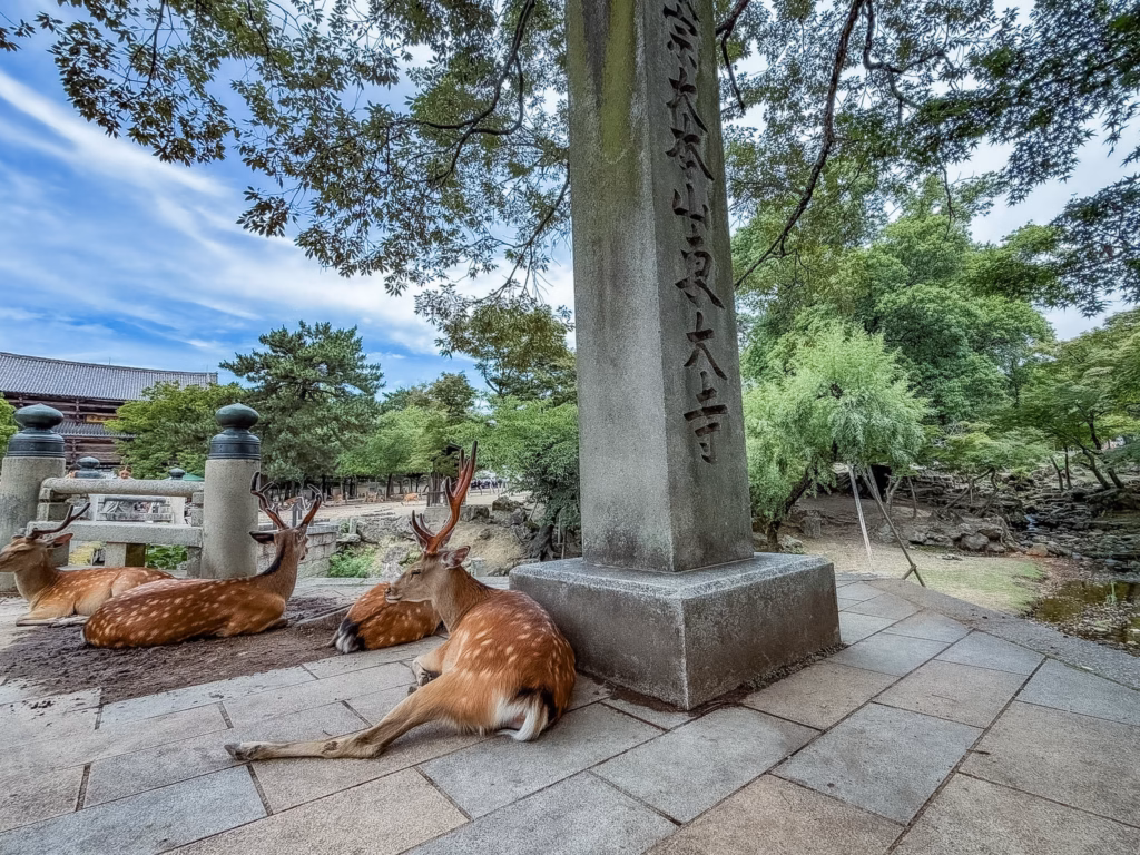 Nara, i cervi e il Buddha gigante. Guida completa per visitare l'antica capitale del Giappone in un giorno Nara, i cervi e il Buddha gigante. Guida completa per visitare l'antica capitale del Giappone in un giorno