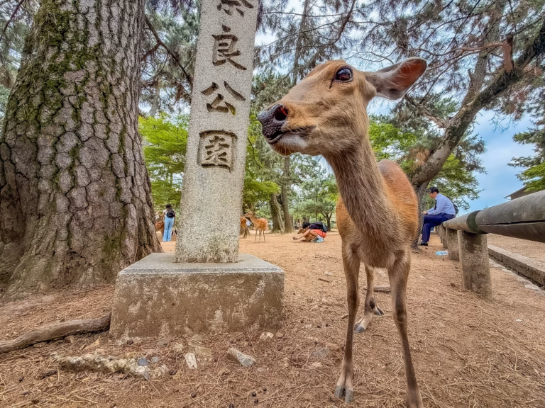 Nara, i cervi e il Buddha gigante. Guida completa per visitare l'antica capitale del Giappone in un giorno