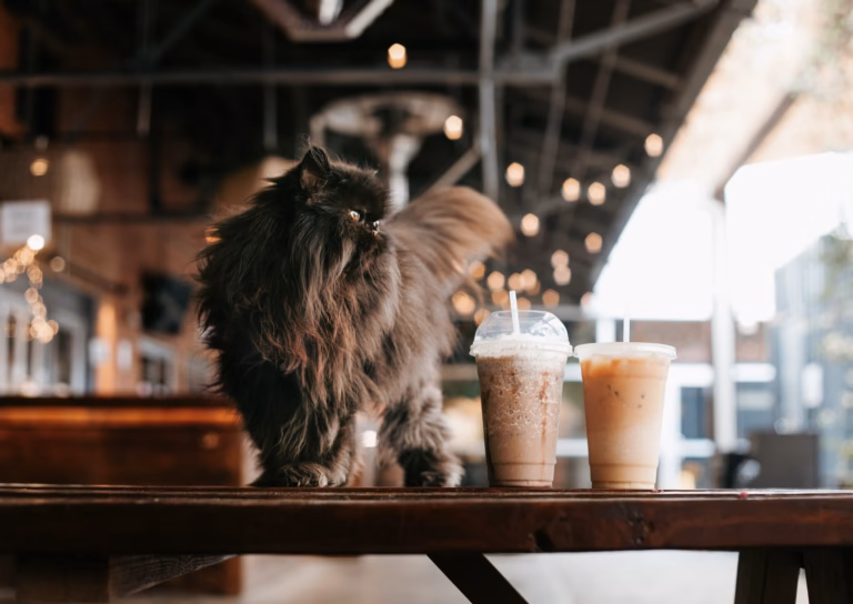 Pet café in Giappone. Cosa sapere prima di entrare e perché abbiamo scelto di non visitarli Pet café in Giappone. Cosa sapere prima di entrare